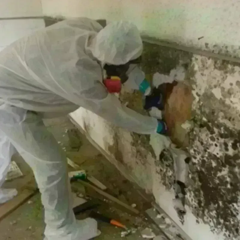 Mold Remediation and Removal in Peru, NY